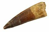 Fossil Spinosaurus Tooth - Real Dinosaur Tooth #351578-1
